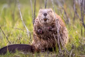 À la rencontre du castor en bateau de Loire