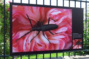 Fantastiques insectes !