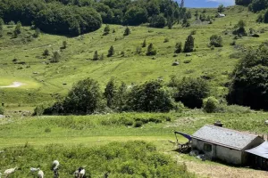 Découverte de la traite des chèvres
