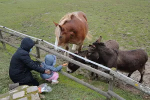 Soins des animaux en famille
