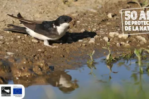 Balade et découverte des espèces protégées du parc de la Morinais