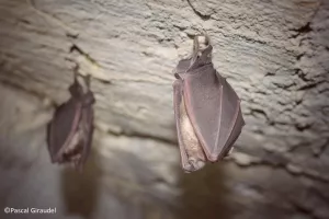 NUIT DE LA CHAUVE SOURIS