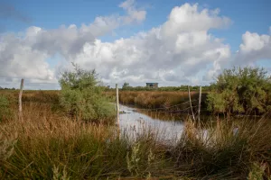 Vis ma vie de gestionnaire de la Réserve ornithologique du Teich