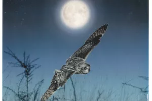 Balade contée sur les rapaces