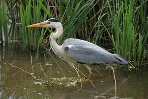 La faune de la Loire avec la Ligue pour la protection des oiseaux