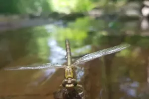Sortie nature les pieds dans l'eau