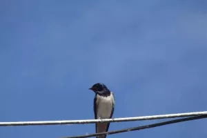 Sorties oiseaux des bords de Loire : on me nomme oiseau, qui suis-je ?