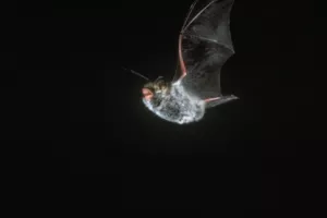 Sortie nature: le ballet volant des chauves-souris