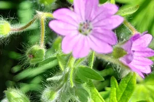 Les balades de l'été : petites histoires de plantes