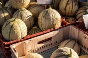 Marché estival de Montcabrier