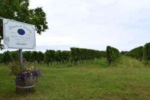 Marche nordique et dégustation | Domaine de Grimardy