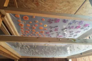 Visite de l'exploitation Herbajo (plantes aromatiques, médicinales et fleurs)