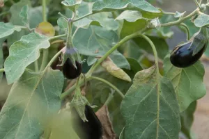 Les Saveurs de Kienheim : une déclinaison de fruits et légumes de saison
