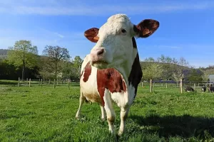 P'tit-dej à la ferme