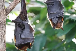 Nuit de la chauve-souris