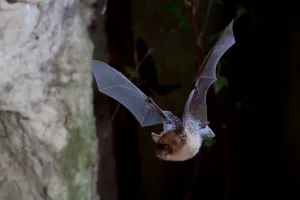 Rendez-vous nature :  À la découverte des chauves-souris du Perche