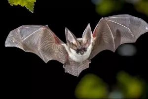 Nuit de la chauve-souris