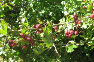 Couleurs d'automne dans le bocage