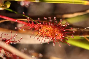 Le monde des plantes carnivores