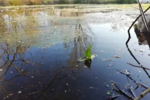 Découverte d'Orbec au fil de l'eau