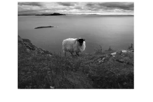 Exposition « Vert Irlande »