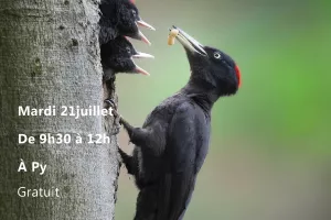 BALADE DÉCOUVERTE : PICS ET CHOUETTES