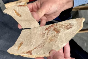 Voyage dans l'Océan du Crétacé : à la découverte des fossiles marins
