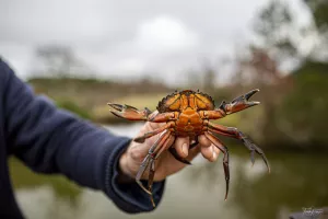 Pêche aux crabes