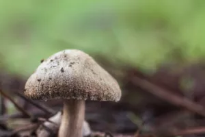 Sortie nature cueillons des champis!