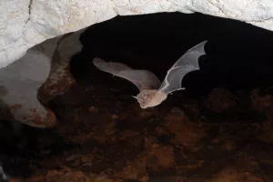 Les chauves-souris à Aubagne