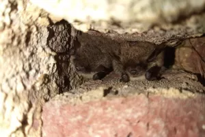 Nos petites protégées nocturnes : Les Chauves-souris