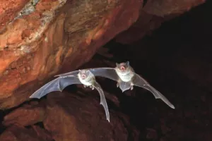 À la découverte des chauves-souris