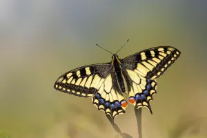 Sortie nature - Le jour des papillons