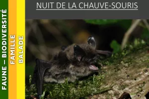 VERCORS - Nuit de la chauve-souris