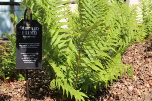 Visite nature - Remèdes et plantes du Moyen Age