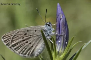 Comptage des œufs du papillon Azuré des Mouillères dans les Landes de la Feuillie et de Muneville-le-Bingard