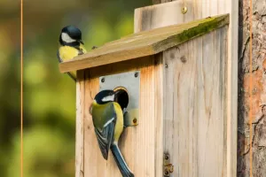 Atelier - Des oiseaux pour la biodiversité