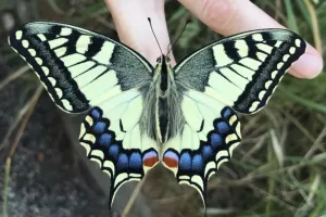 Atelier tout public : le papillon, l’arc-en-ciel de la nature
