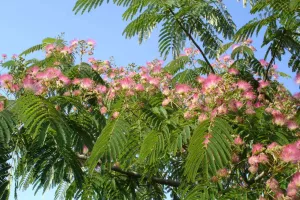 Les arbres d’ornement pour les petits jardins