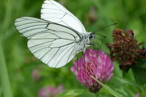 Animation de la LPO : Fabuleux insectes
