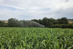 INNOV'ACTION : Sorgho ensilage, une alternative au maïs en conditions difficiles