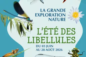 L'été des libellules - Ateliers sciences et nature