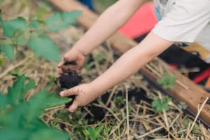 Les jeudis du potager