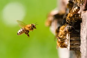 Découverte des ruches et des abeilles