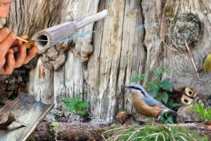 Atelier - La voix de l'oiseau