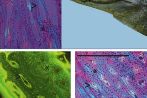 Fossiles : Paléobiologie des vertébrés