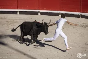 Course camarguaise
