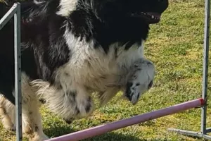 Obéissance canine + C.S.A.U.