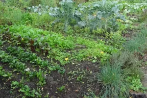 Semis des légumes d'hiver