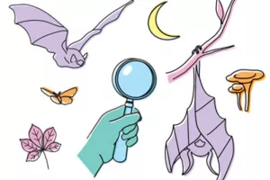 CHAVILLE - A la découverte des ombres volantes et autres animaux nocturnes !
